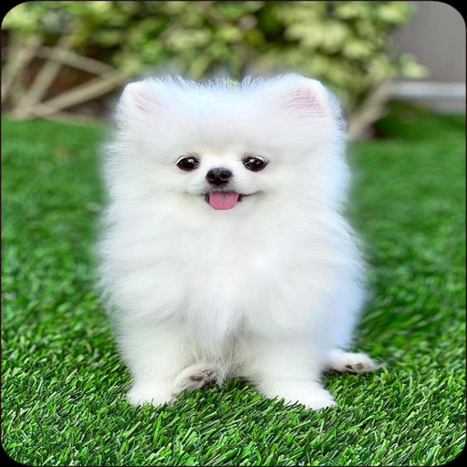 Pomeranian Dog Wallpapers Auf Windows herunterladen