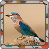Fun Learn - Birds icon