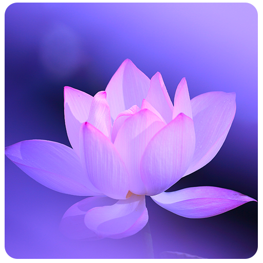 Lotus Flower Live Wallpaper logo