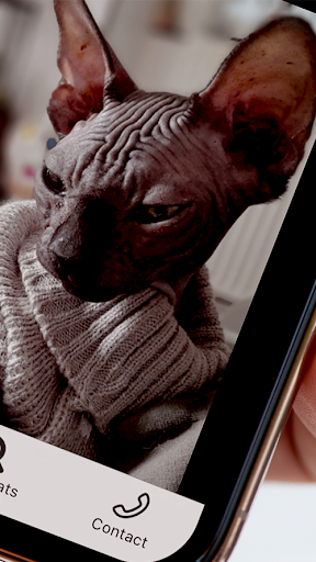 Android application Chatterie celeste des sphynx screenshort