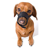 Dog Bite Prevention icon