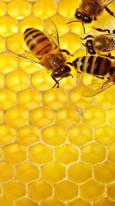 Bee wallpaper HD 1.03 APK + Mod (Unlimited money) إلى عن على ذكري المظهر