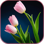 Cover Image of Herunterladen HD Pink Tulips Live Wallpaper  APK