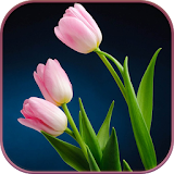 HD Pink Tulips Live Wallpaper icon