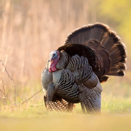 Wild Turkey Calling Sounds logo