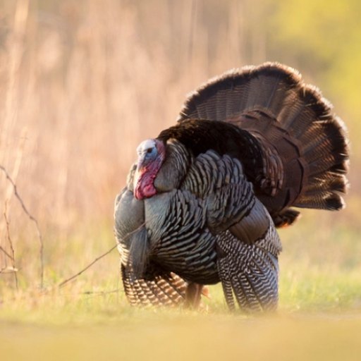 Wild Turkey Calling Sounds