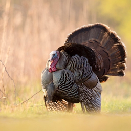 Symbolbild für Wild Turkey Calling Sounds