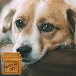 Cover Image of Télécharger beagle dog wallpaper  APK