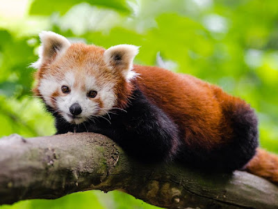 Cutest red panda photo 266849-Cute red panda photos