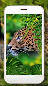 Jaguar Wild Live Wallpaper - Apps on Google Play
