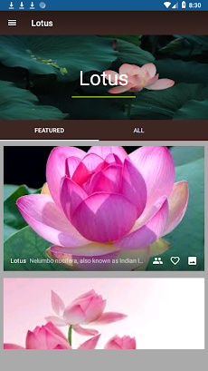 Lotusのおすすめ画像2
