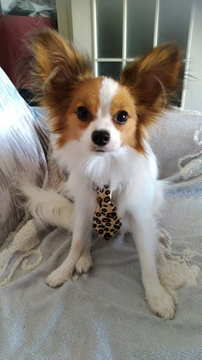 Papillon Dog Screen 2