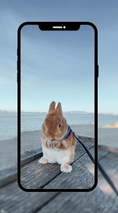 Fondo de pantalla de conejo