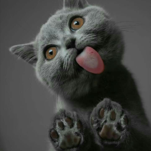 Wallpapers Cat (2) 4k 2023 logo