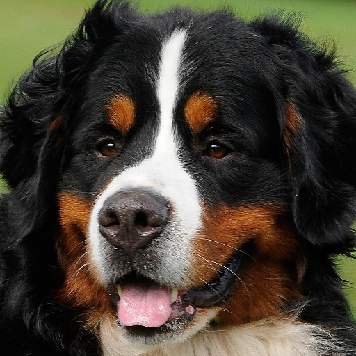 Bernese Mountain Dogs Wallpap 1.0 Icon