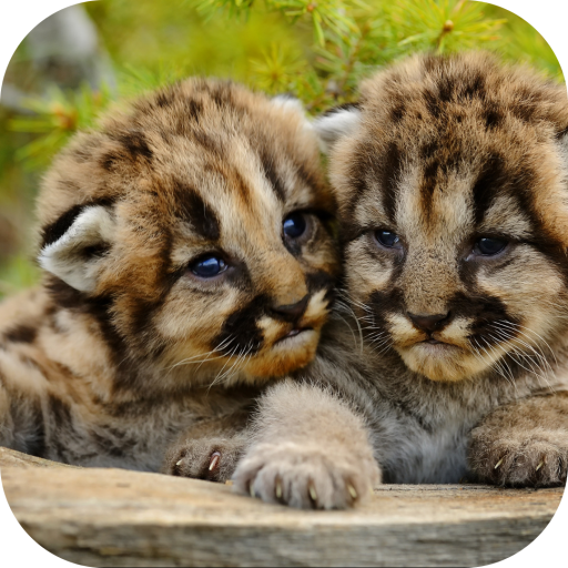 Cougars cubs. Nature wallpaper
