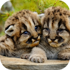 Cougars cubs. Nature wallpapers