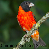 Chirping Bird Red Siskin icon