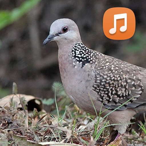 Spotted Dove Sounds HD logo