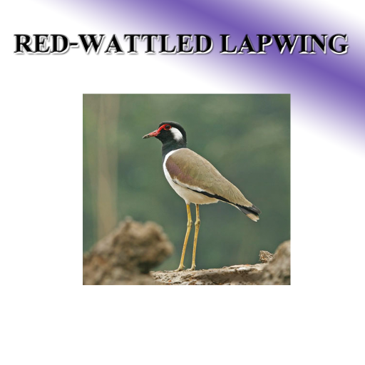 Birds sound to birds.