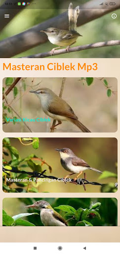 Masteran Ciblek Ngebren Screen 3
