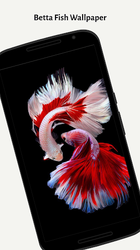 Betta Fish Wallpaper