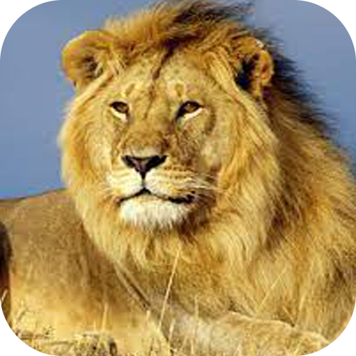 Lion Images 1.0 Icon