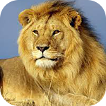 Cover Image of 下载 Lion Images  APK
