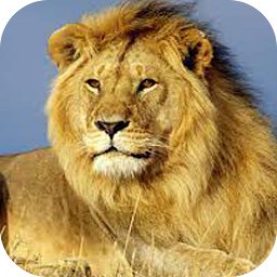 Icon image Lion Images