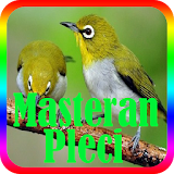 Kicau Master Burung Pleci Offline icon