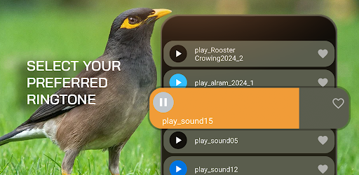 Myna Bird: Sounds & Ringtones