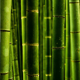 wallpaper bamboo icon