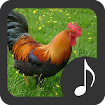 Cover Image of Download Rooster Sounds 3.2.1 APK