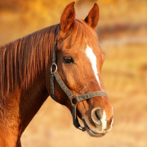 Horse Sounds logo