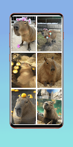 Capybara Wallpapers HD