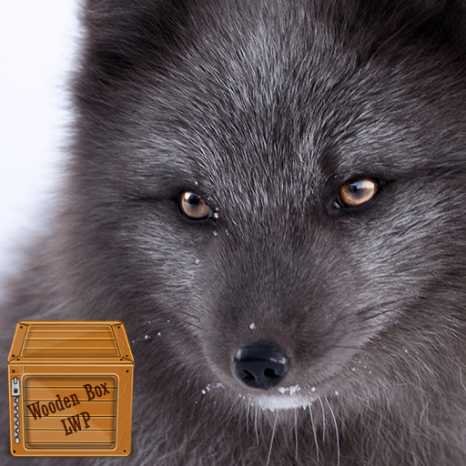 black wolf wallpaper