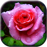 3D Rose Garden LWP icon