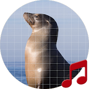 Top 30 Lifestyle Apps Like Sea lion sounds ~ Sboard.pro - Best Alternatives