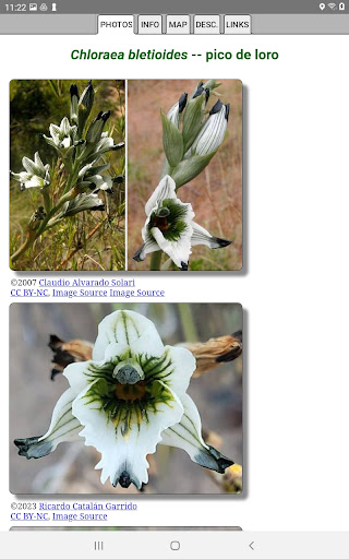 Argentina Wildflowers screenshot 10