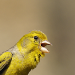 canary Apk