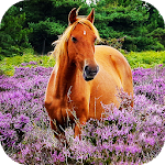 Cover Image of Скачать Horse Wallpapers HD & 4k Backgrounds 4.0 APK