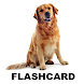 Flashcard Japanese Beginner - Androidアプリ