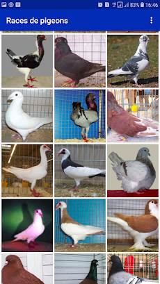 Races de pigeonのおすすめ画像2