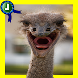 Baby Ostrich Adventure icon