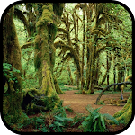 Cover Image of ダウンロード Forest Wallpaper  APK