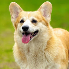 犬 壁紙 スマホ 275595-スマ�� 壁紙 海 犬