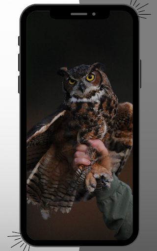 Owl Wallpaper Screen 3