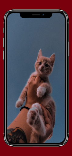 cute cat wallpaper Screen 2