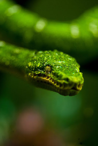 Bamboo Pit Viper Wallpapers Screen 3