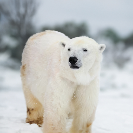 Polar Bear Wallpaper Download on Windows